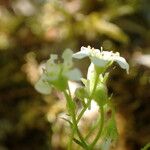 Saxifraga fragosoi Fleur