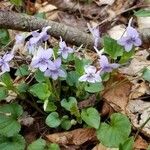 Viola rostrata Flower