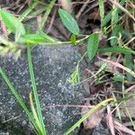 Alysicarpus ovalifolius Leaf