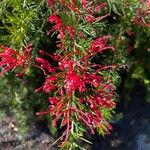 Grevillea rosmarinifolia Квітка