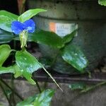 Commelina communis Cvet