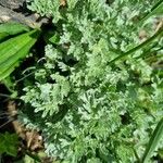 Artemisia absinthium Blad