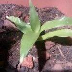 Bromelia laciniosa Leaf