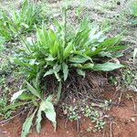 Wyethia angustifolia Hábito