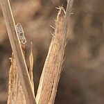 Themeda triandra Žievė