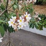 Plumeria albaFlower