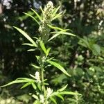 Artemisia vulgaris Квітка
