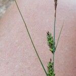 Carex lasiocarpa Blomst