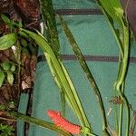 Anthurium bakeri Egyéb