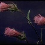 Cirsium andersonii Flor