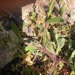 Silene gallica Blatt