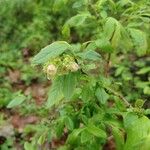 Vaccinium myrtilloides Leaf