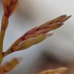 Catapodium rigidum Fruit