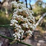 Conospermum longifolium Flor