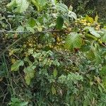 Rubus ellipticus ഇല