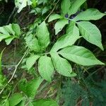 Solanum seaforthianum Feuille