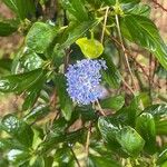 Ceanothus thyrsiflorusΛουλούδι