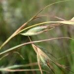Themeda triandra Mbuma