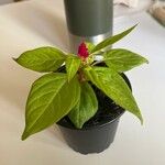 Celosia elegantissima Feuille