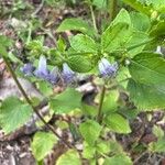 Cantinoa mutabilis Fiore