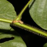 Dioclea violacea 樹皮
