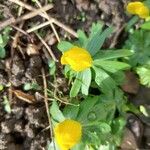 Eranthis hyemalis花