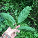 Annona reticulata Hoja