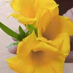 Cascabela thevetiaFlower