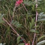 Indigofera spicata Habitat