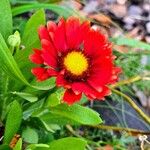 Gaillardia pulchella 葉