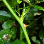 Rosa carolina Rinde