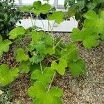 Pelargonium tomentosum Hábito