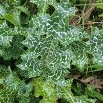 Silybum marianum (L.) Gaertn.Blad