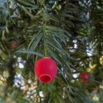 Taxus brevifolia Плод