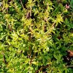 Potentilla nepalensis Leaf