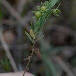 Lysimachia linum-stellatum Vaisius