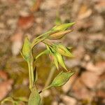 Tuberaria lignosa Blüte