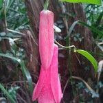 Lapageria rosea Квітка