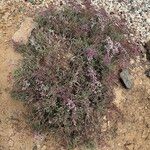 Limonium axillare Habitus