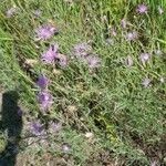 Centaurea stoebe Kvet