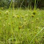 Carex bohemica Plante entière