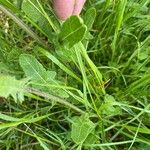 Sisymbrium austriacum Hoja