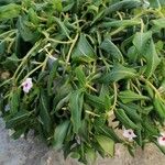 Catharanthus roseus Blüte