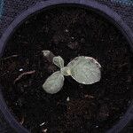 Nicotiana tomentosa Blad