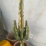 Euphorbia murielii List