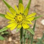 Tragopogon dubius 花