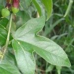 Passiflora suberosa Folha