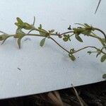 Veronica triphyllos Leaf