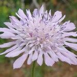 Knautia integrifolia Other