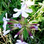 Saponaria officinalis Květ